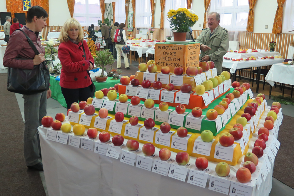 Na zahrádkářské výstavě můžete obdivovat stovky jablek z různých koutů okresu.